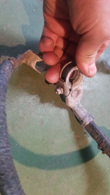 6.7L CUMMINS 5261998 BATTERY CABLE