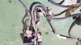 LB7 Duramax Engine Harness 97216208